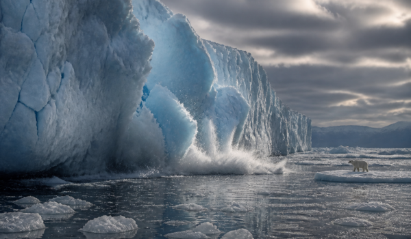 Ghețar care se desprinde în oceanul arctic cu urs polar la distanță